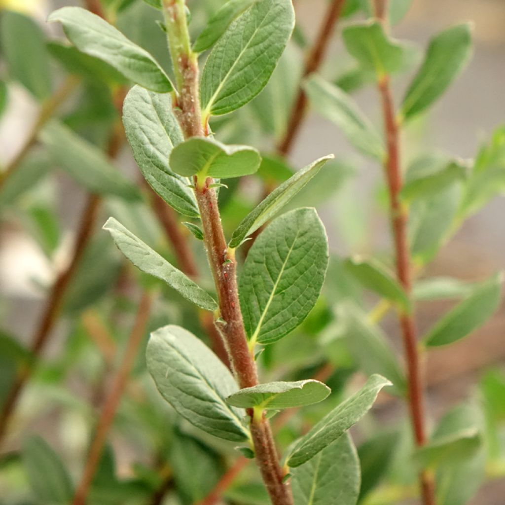 Salix repens - Kruipwilg