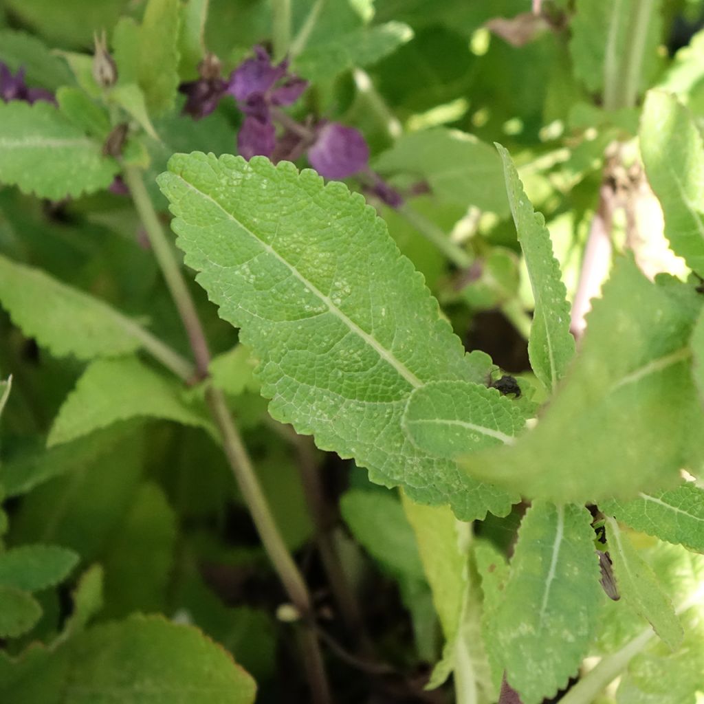 Sálvia nemorosa Blue Marvel