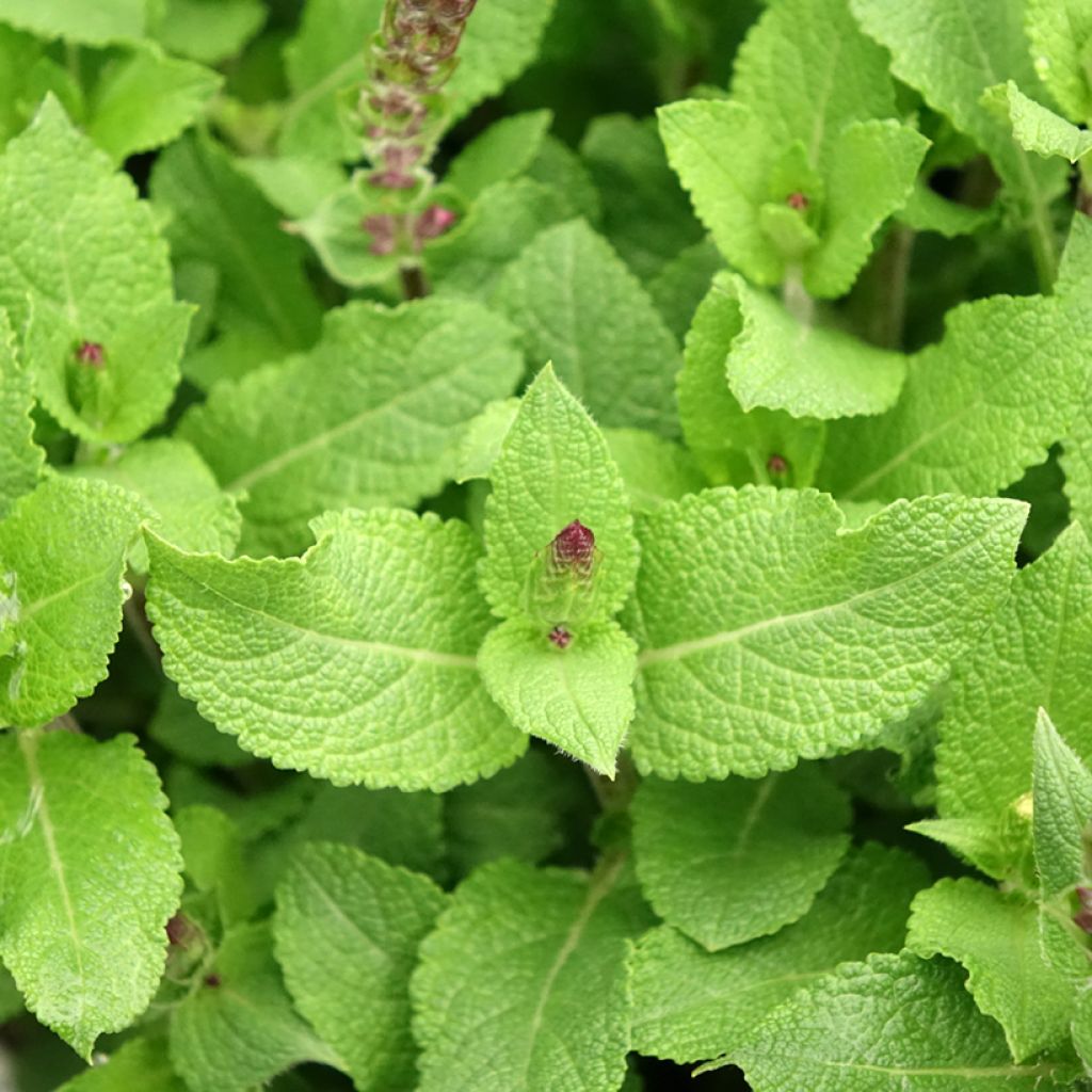 Sálvia nemorosa Midnight Rose