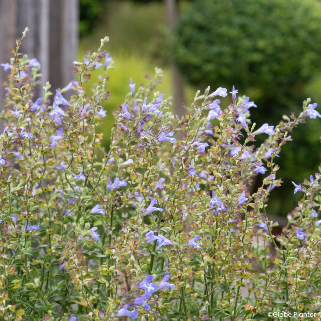 Sauge Heat Hero Blue - Salvia splendens