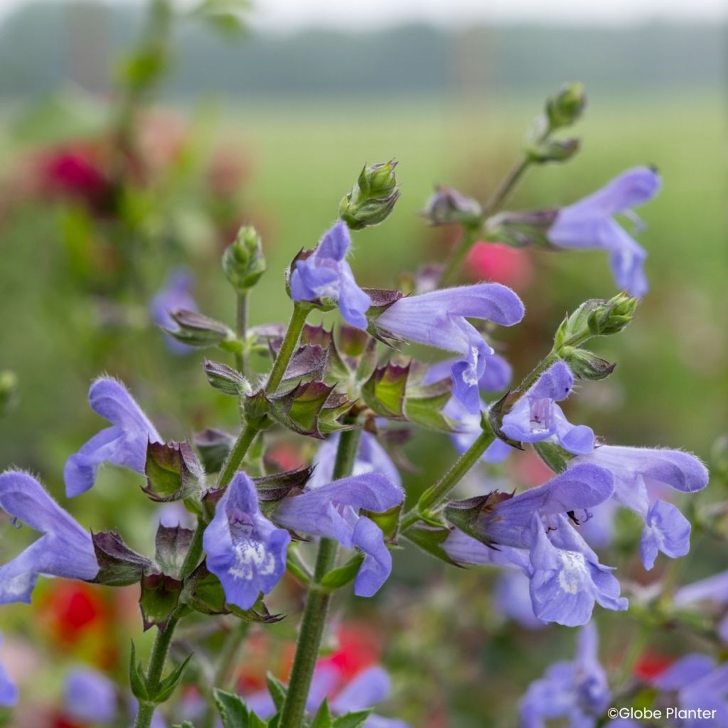 Sauge Heat Hero Blue - Salvia splendens