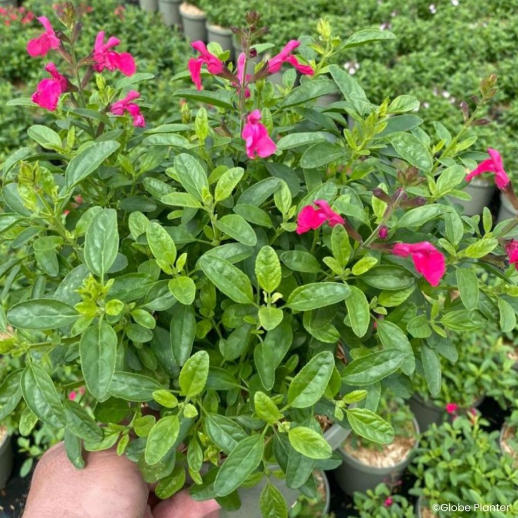 Sauge arbustive - Salvia greggii Mirage Hotpink