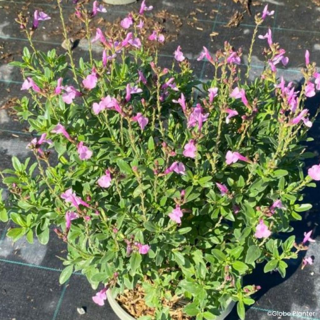 Sauge arbustive - Salvia greggii Mirage Soft pink