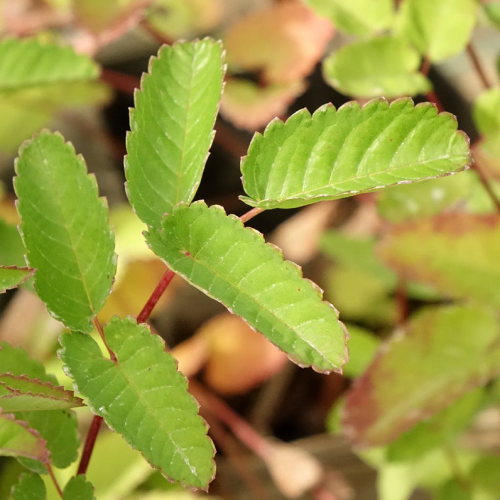 Sanguisorba Pink Brushes