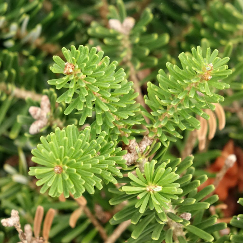 Abies koreana Green Carpet