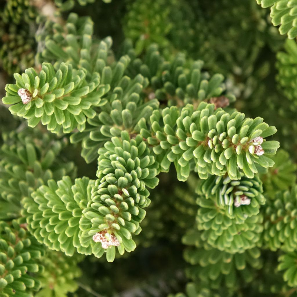 Abies koreana Molli
