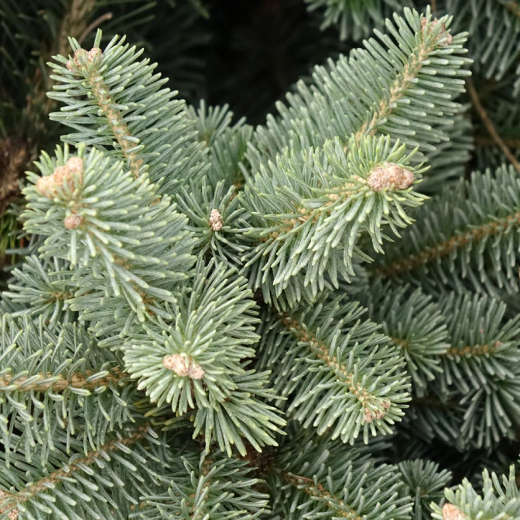 Abies lasiocarpa Compacta