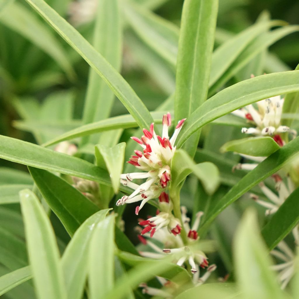 Sarcococca saligna