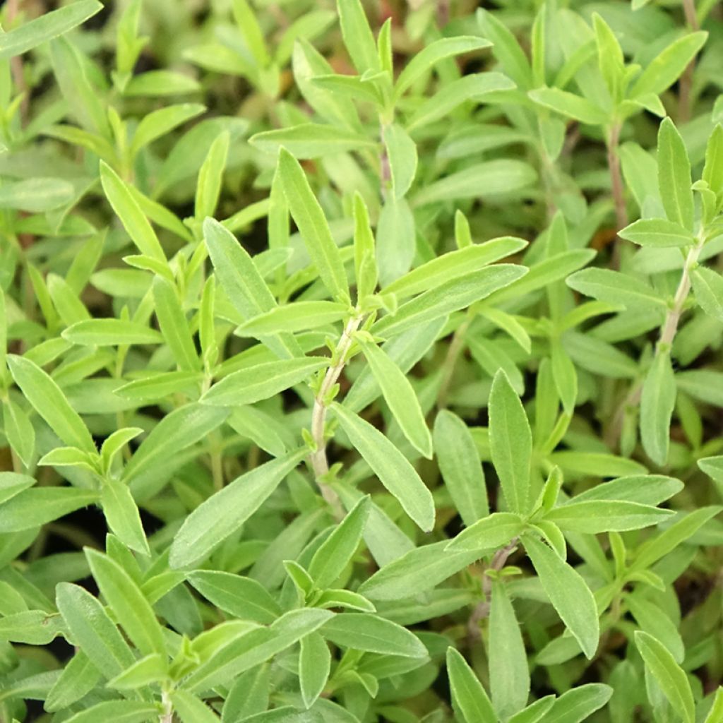 Segurelha-das-montanhas plantas biológicas