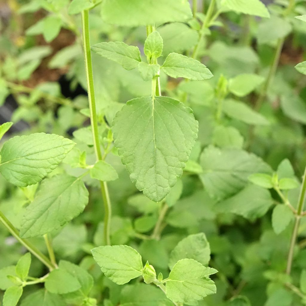 Sálvia microphylla grahamii Hot Lips
