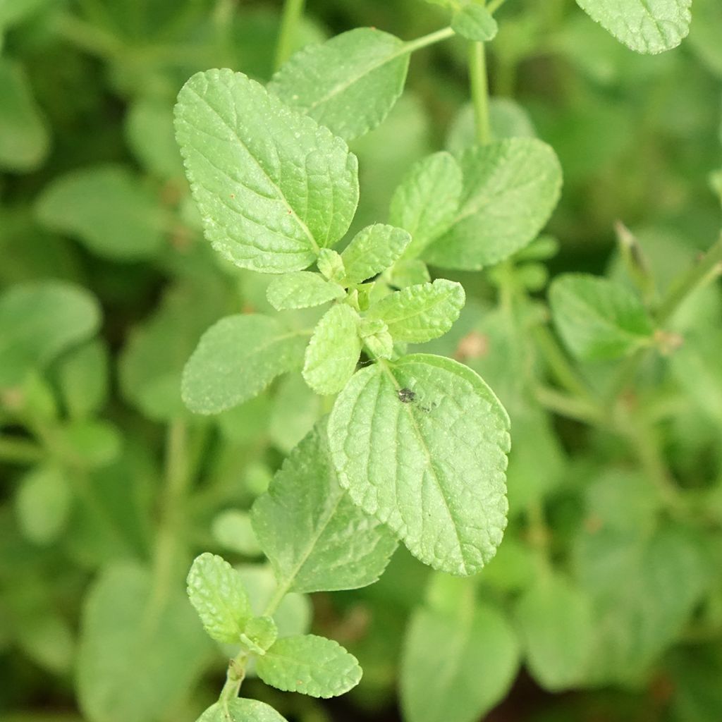 Sálvia microphylla So Cool Pale Blue