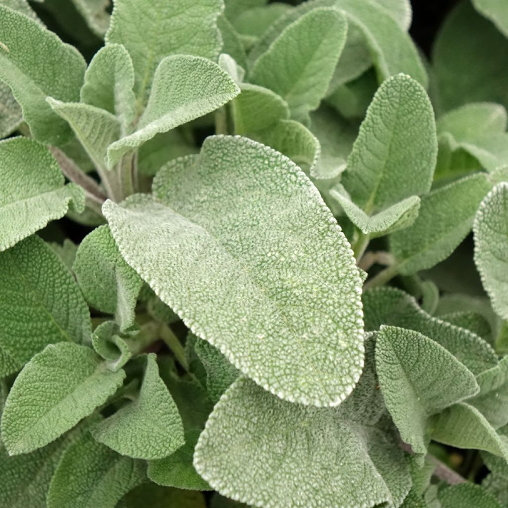 Salva Maxima - Salvia officinalis
