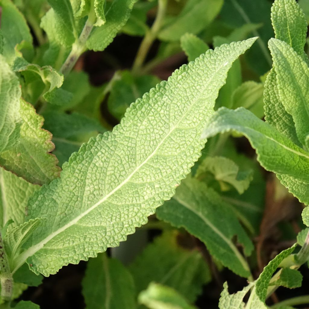 Sálvia nemorosa Caradonna Pink
