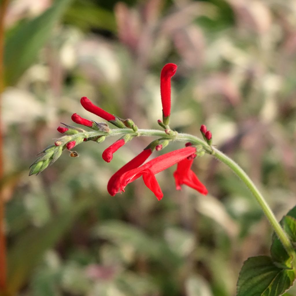 Salva-ananás Tangerine - Salvia elegans