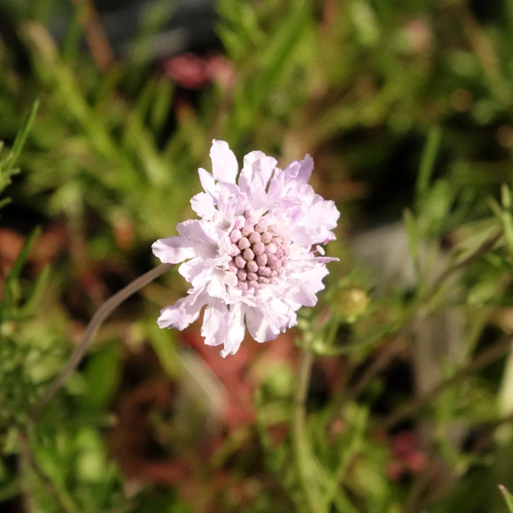 Scabiosa canescens