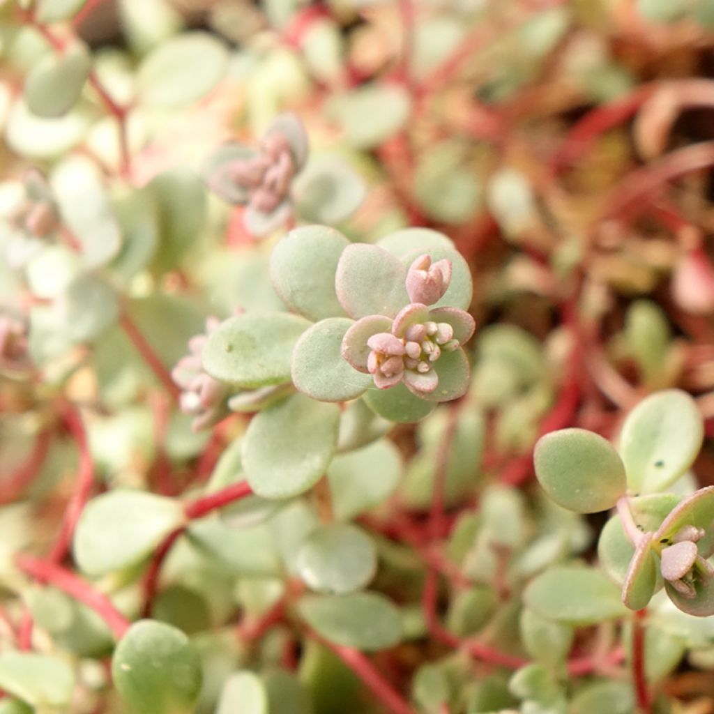 Sedum cyaneum Rosenteppich (Rose Carpet)