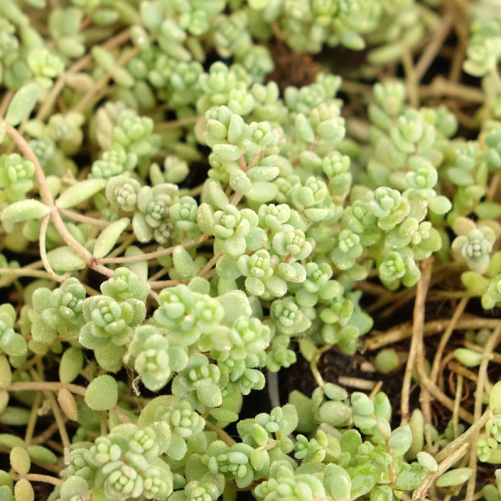Sedum dasyphyllum
