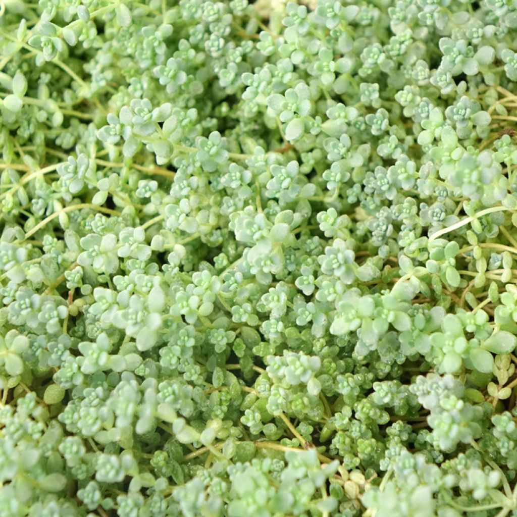 Sedum dasyphyllum