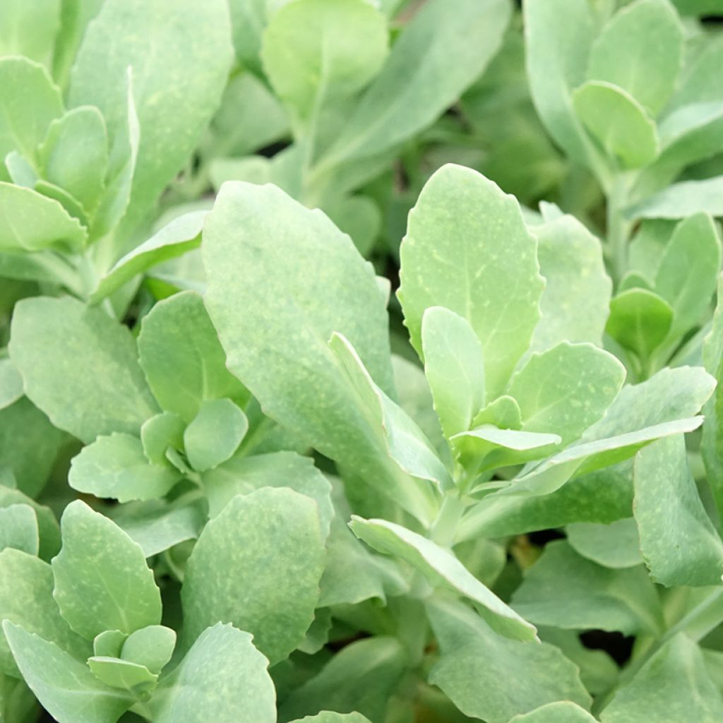 Hylotelephium Class Act