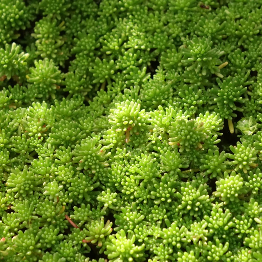 Sedum lydium Glaucum