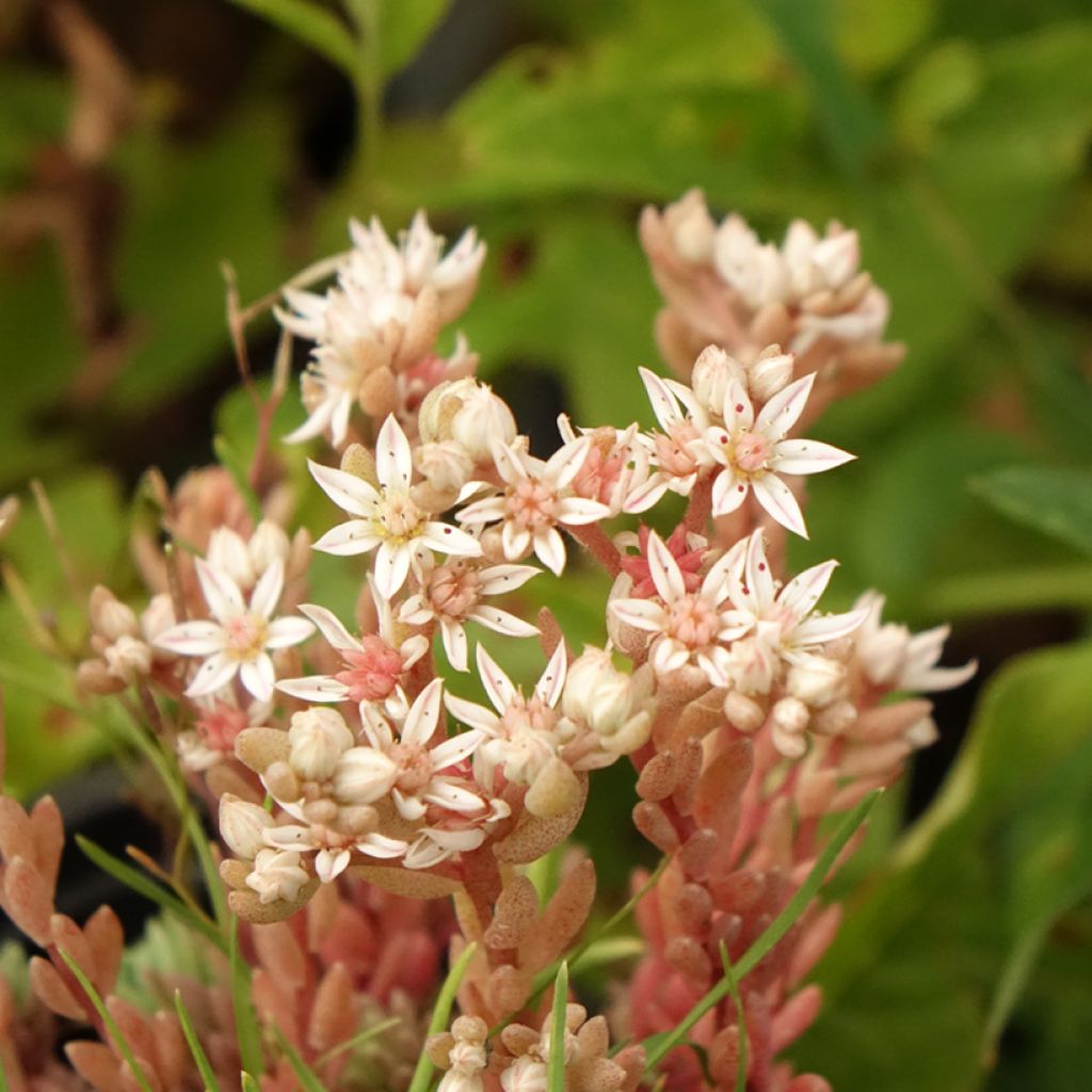 Sedum lydium Glaucum