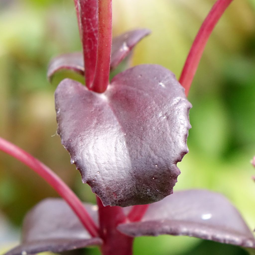 Hylotelephium telephium Peach Pearls