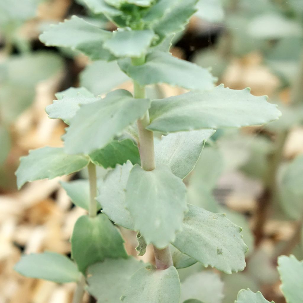 Sedum Strawberry and Cream