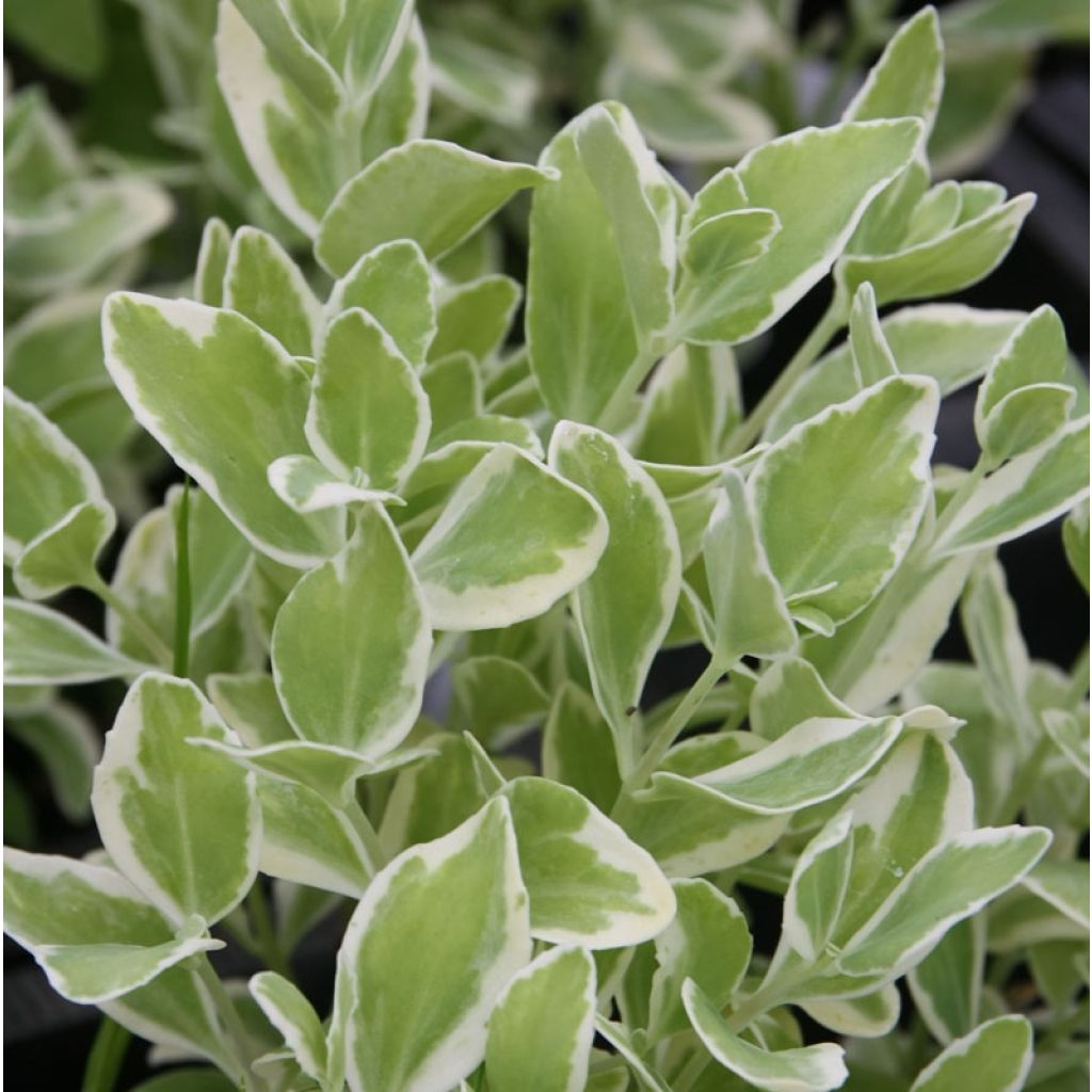 Sedum Frosty Morn, Orpin