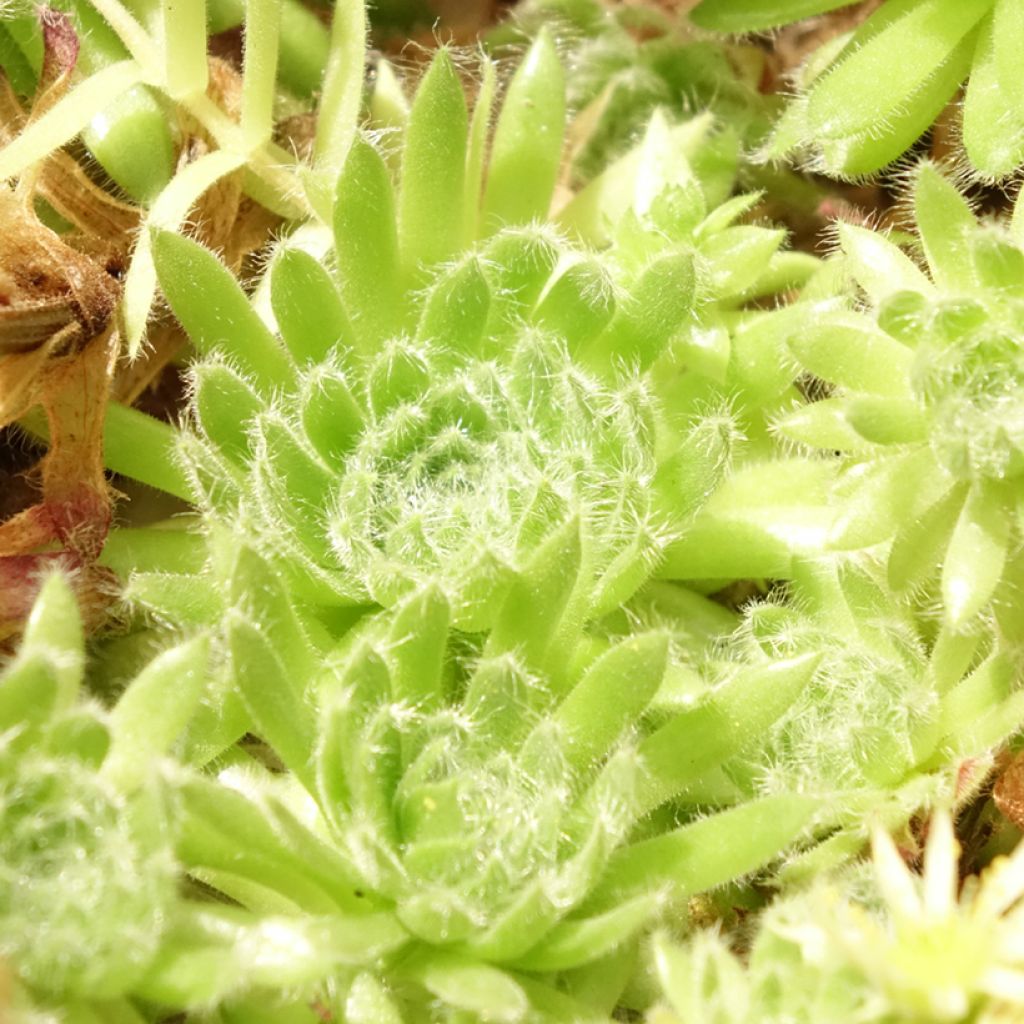 Sempervivum ciliosum var. borisii - Sempre-viva-dos-telhados