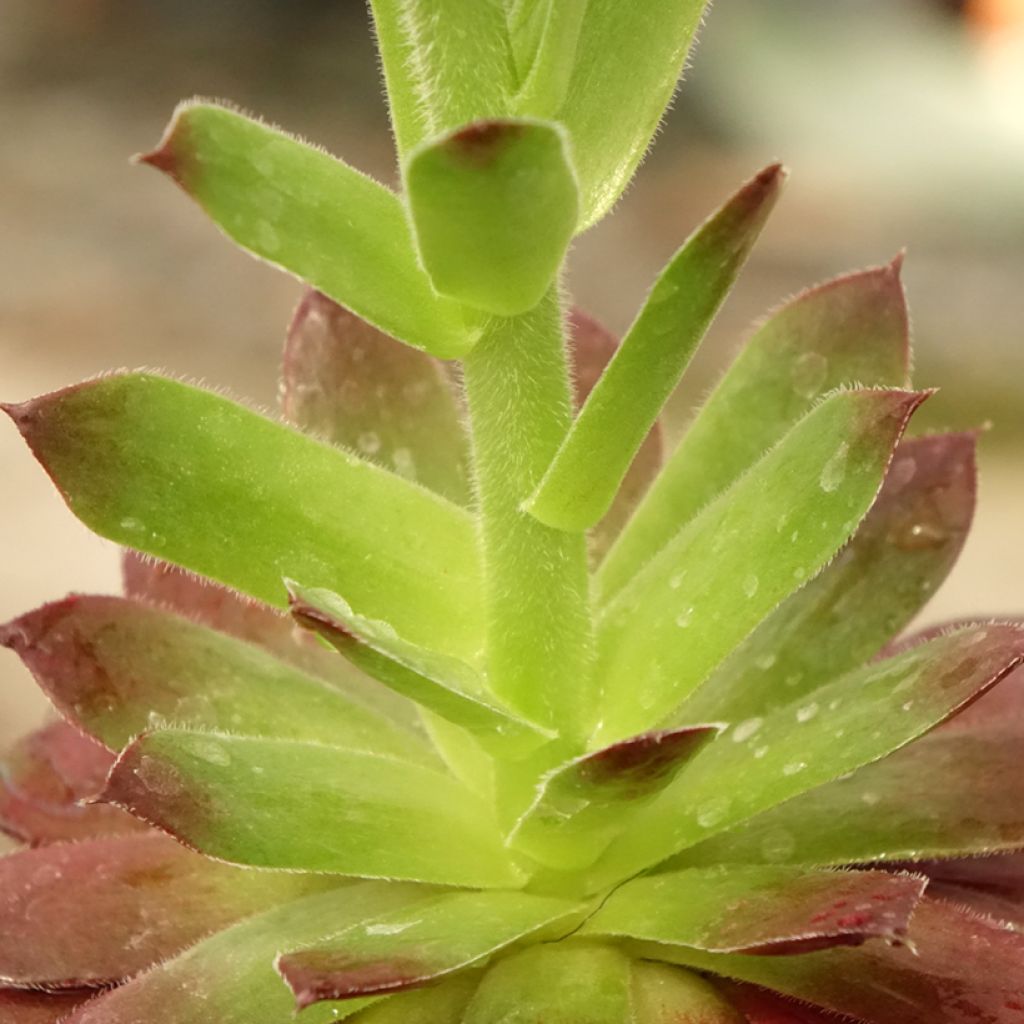 Sempervivum Granat