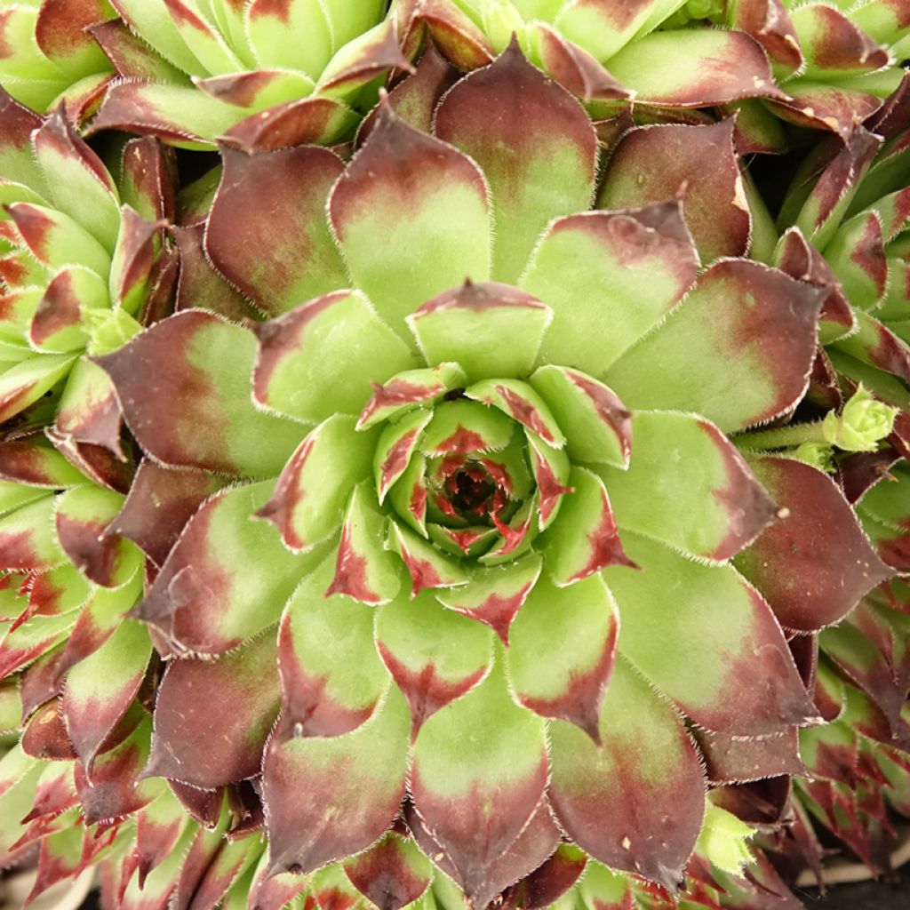 Sempervivum Negro