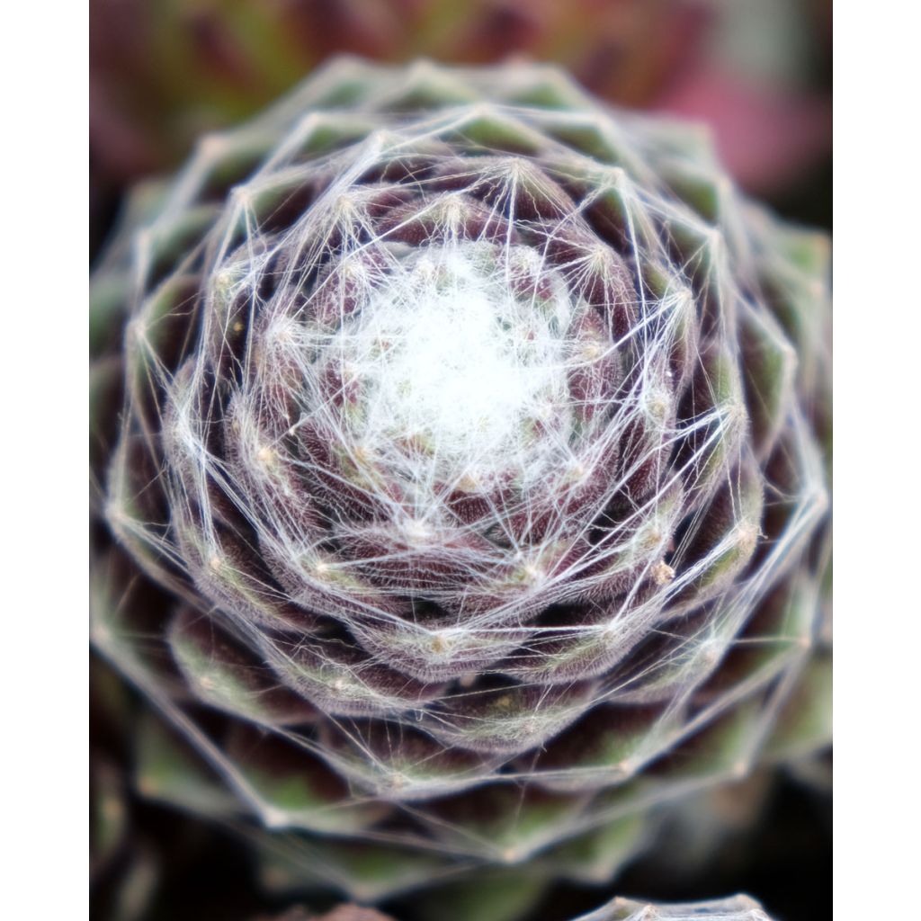 Sempervivum Chick Charms ® Cotton Candy - Joubarbe verte au cœur cotonneux