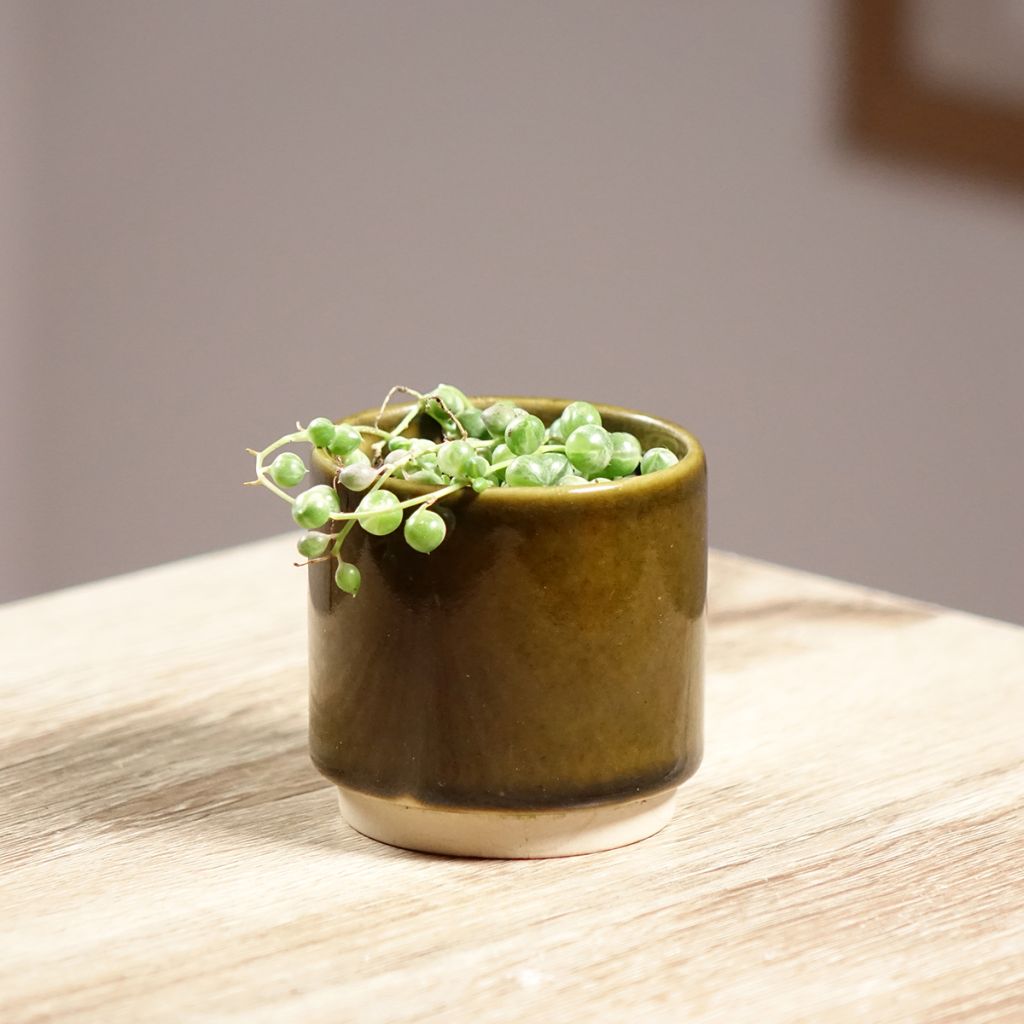 Senecio rowleyanus Variegata - Collier de perles