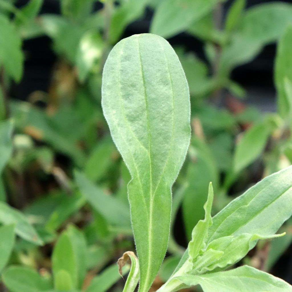 Silene latifolia subsp. alba