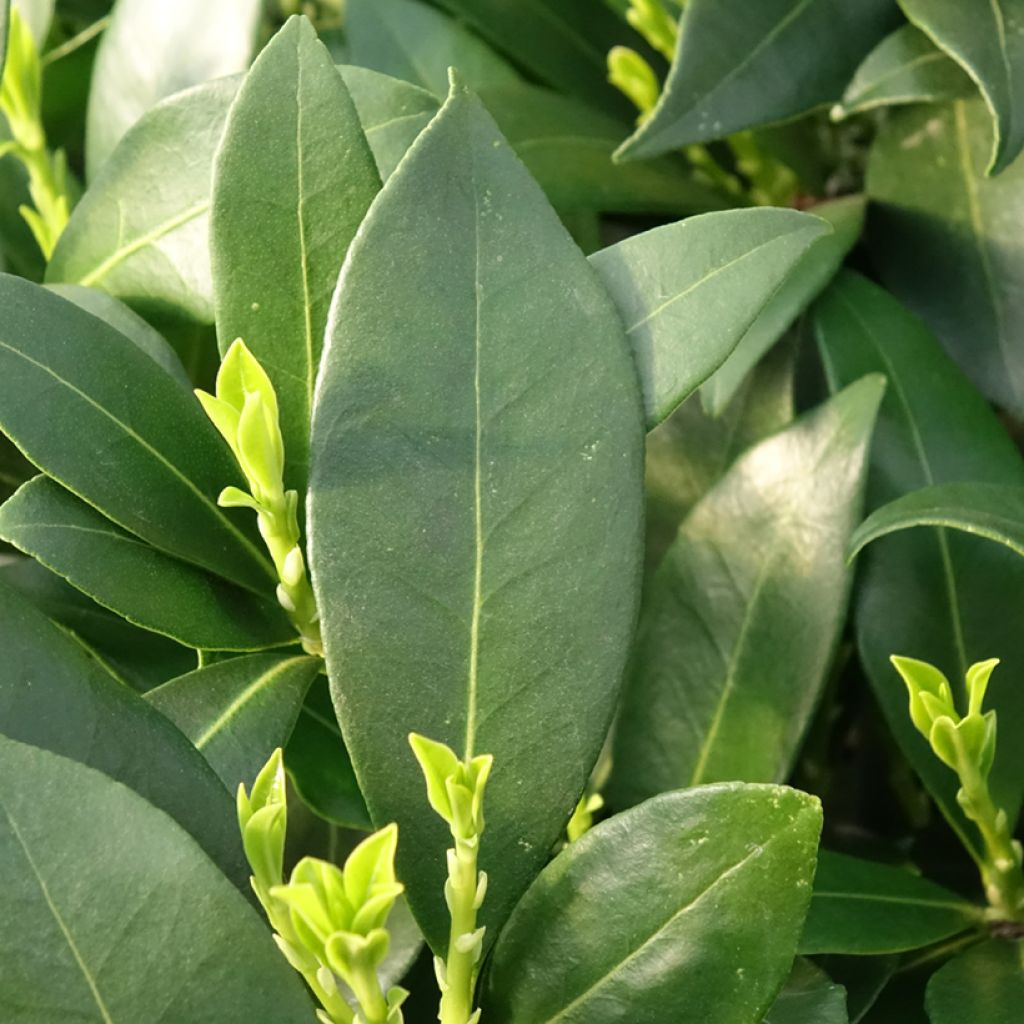 Skímia japonica Kew White