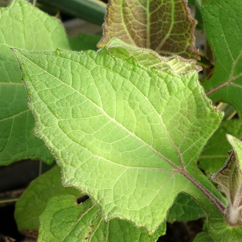 Yacon Red Yacon - Maçã da terra