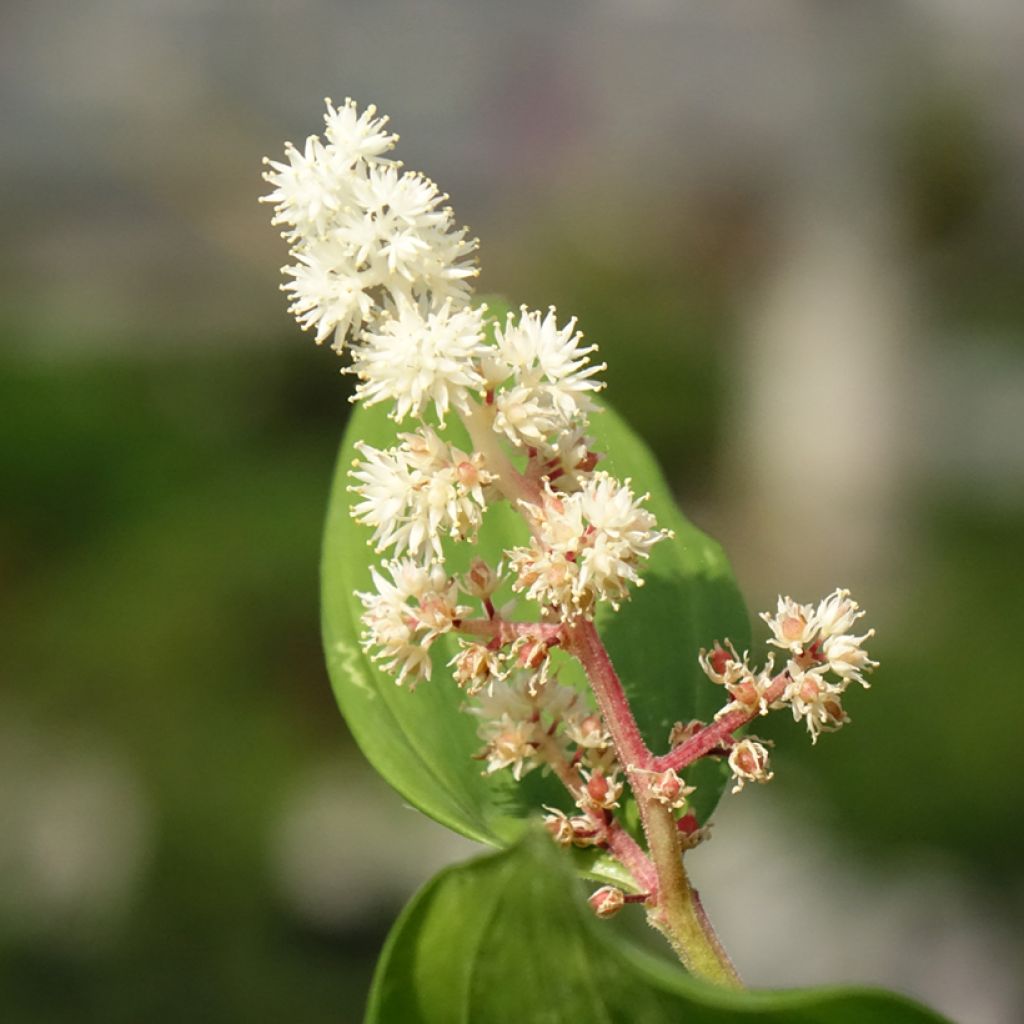 Smilacina racemosa