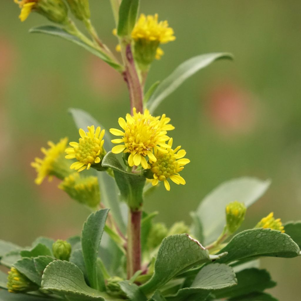 Solidago cutleri