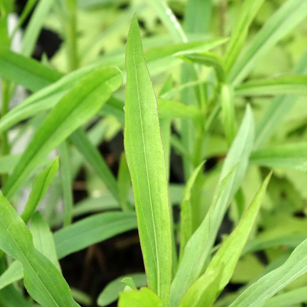 Solidaster luteus Lemore