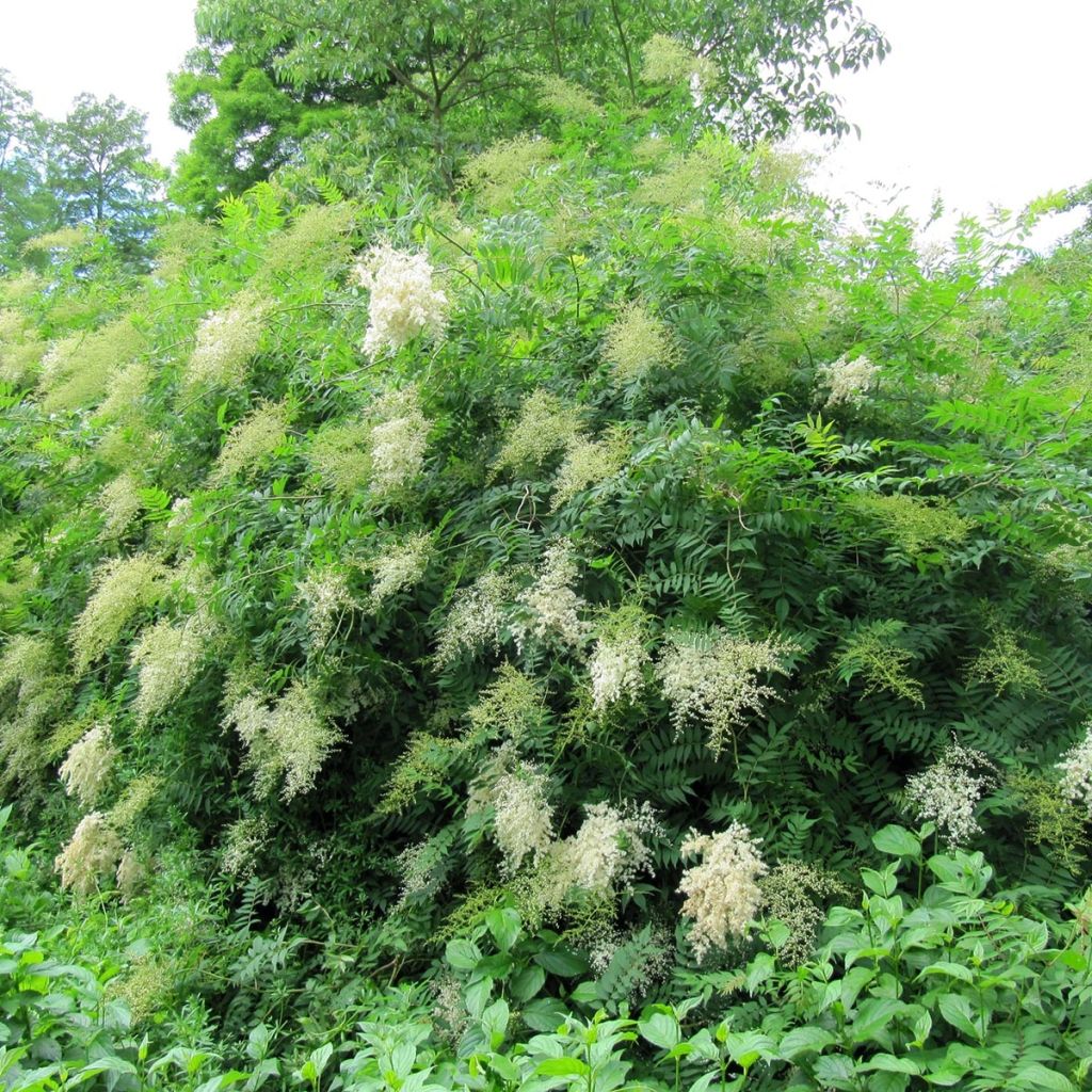 Sorbaria sorbifolia - Fausse spirée à feuilles de sorbier