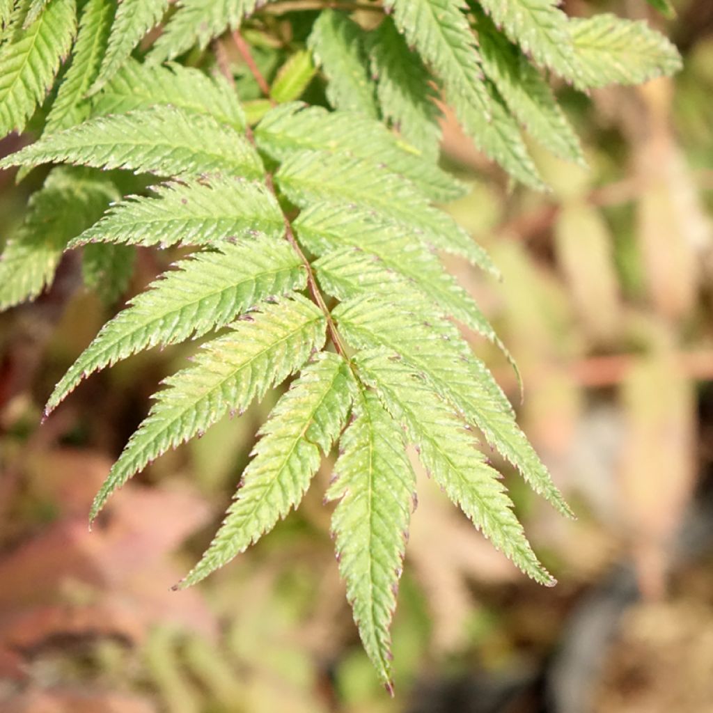 Sorbária sorbifolia Pink Hopi