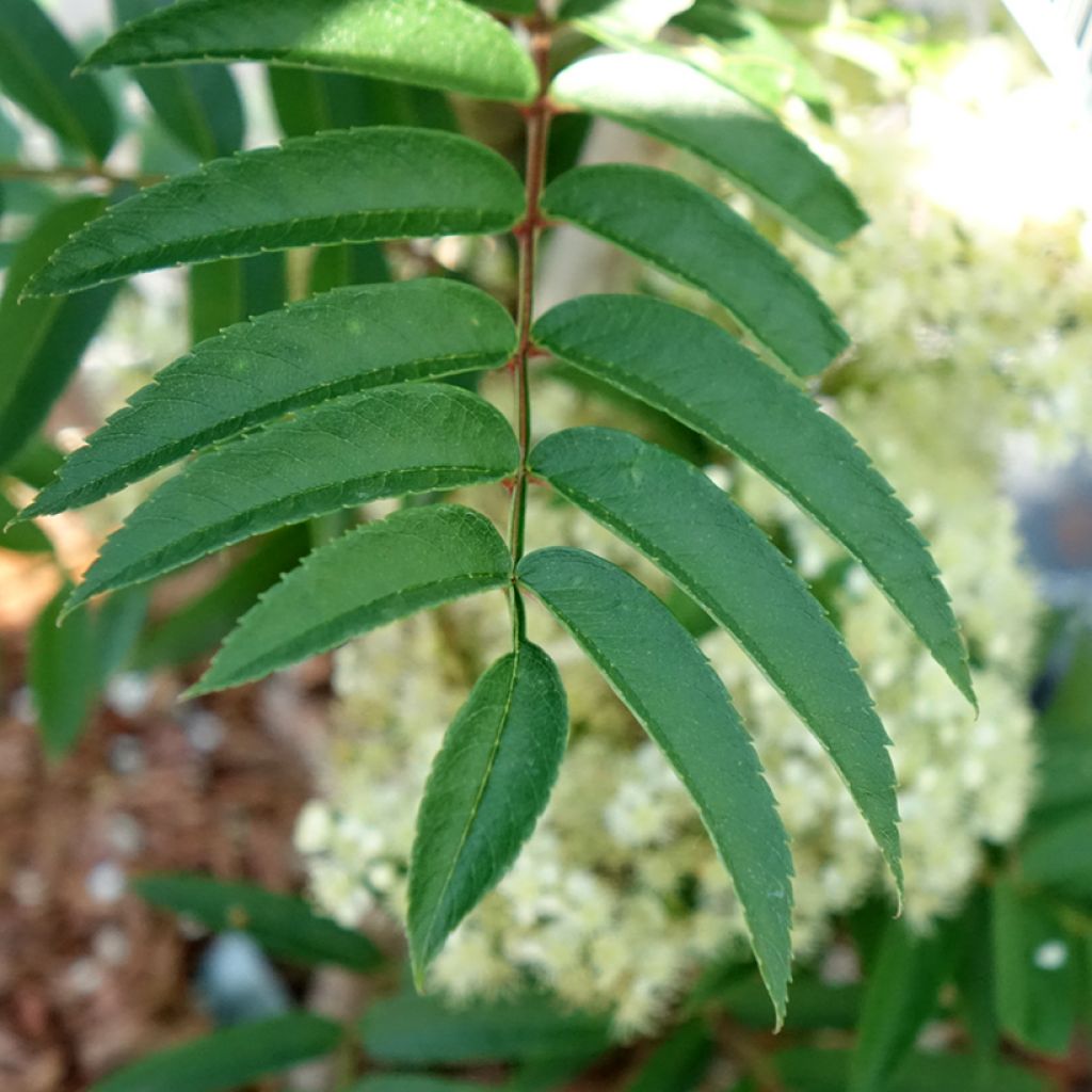 Tramazeira Autumn Spire - Sorbus aucuparia