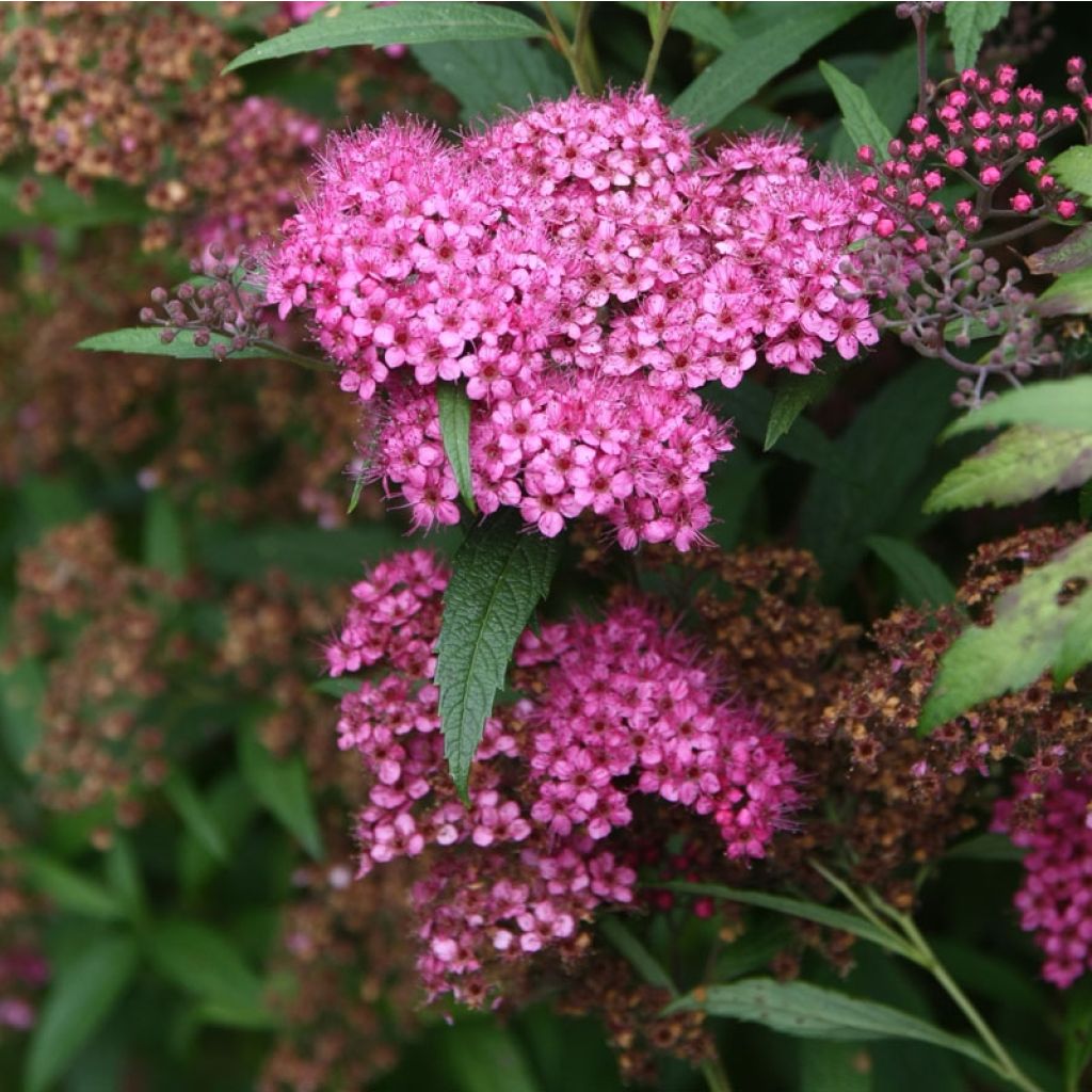 Spirée japonica Anthony Waterer - Spiraea japonaise