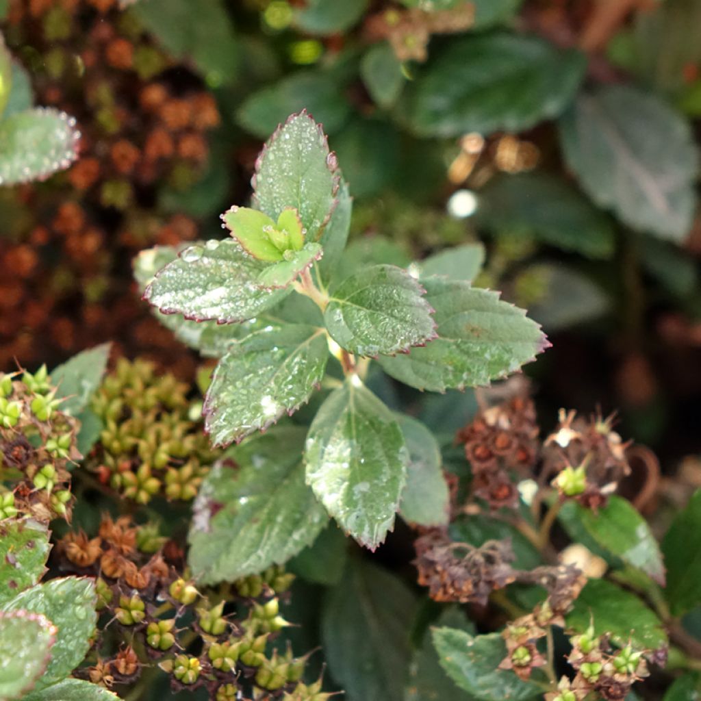 Espireia-japonesa Odessa - Spiraea japonica