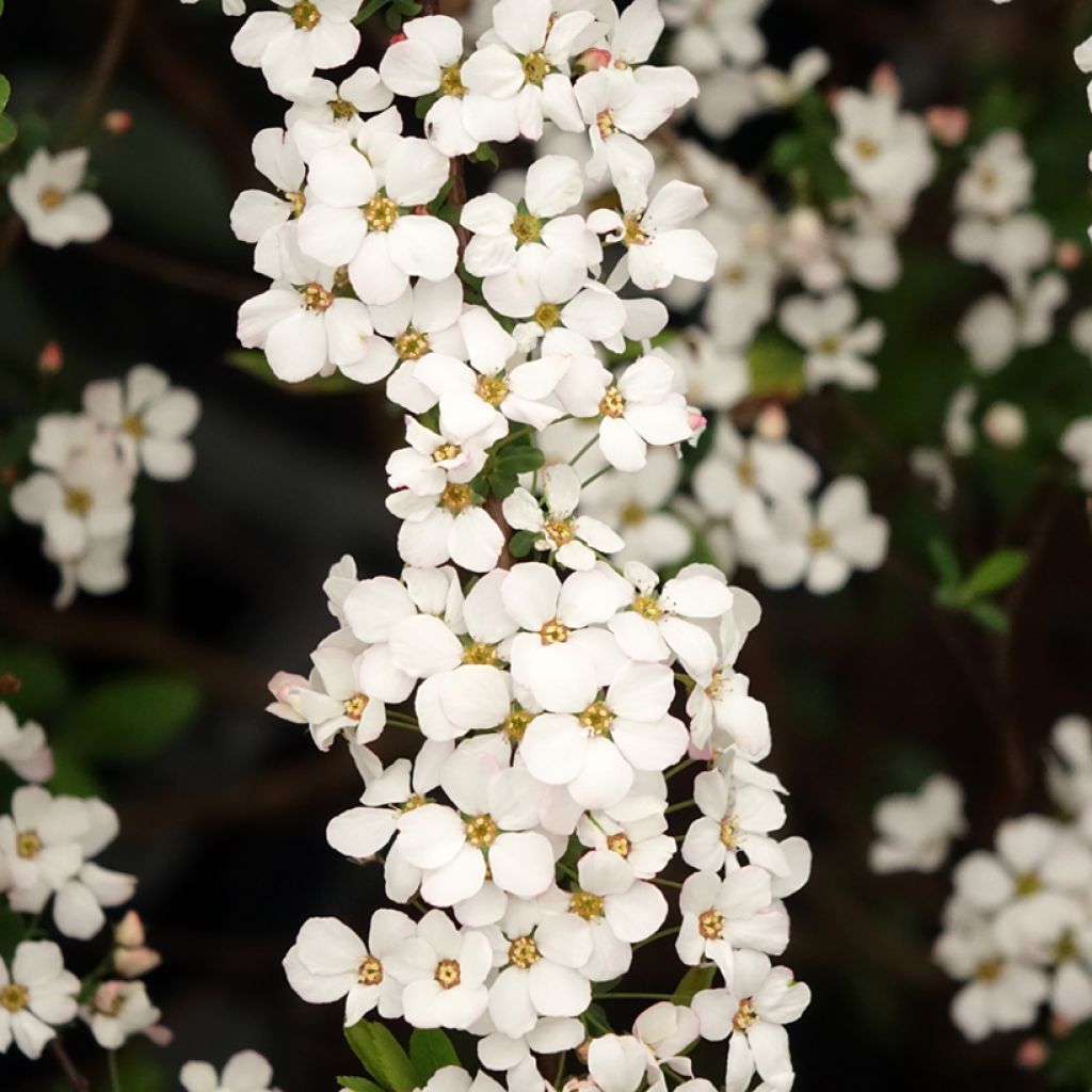 Spiraea thunbergii Fujino Pink