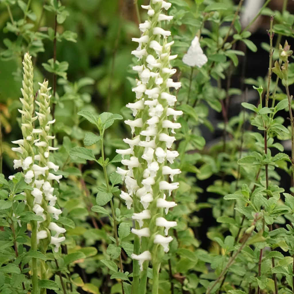 Spiranthes Chadd's Ford - Orchidée terrestre