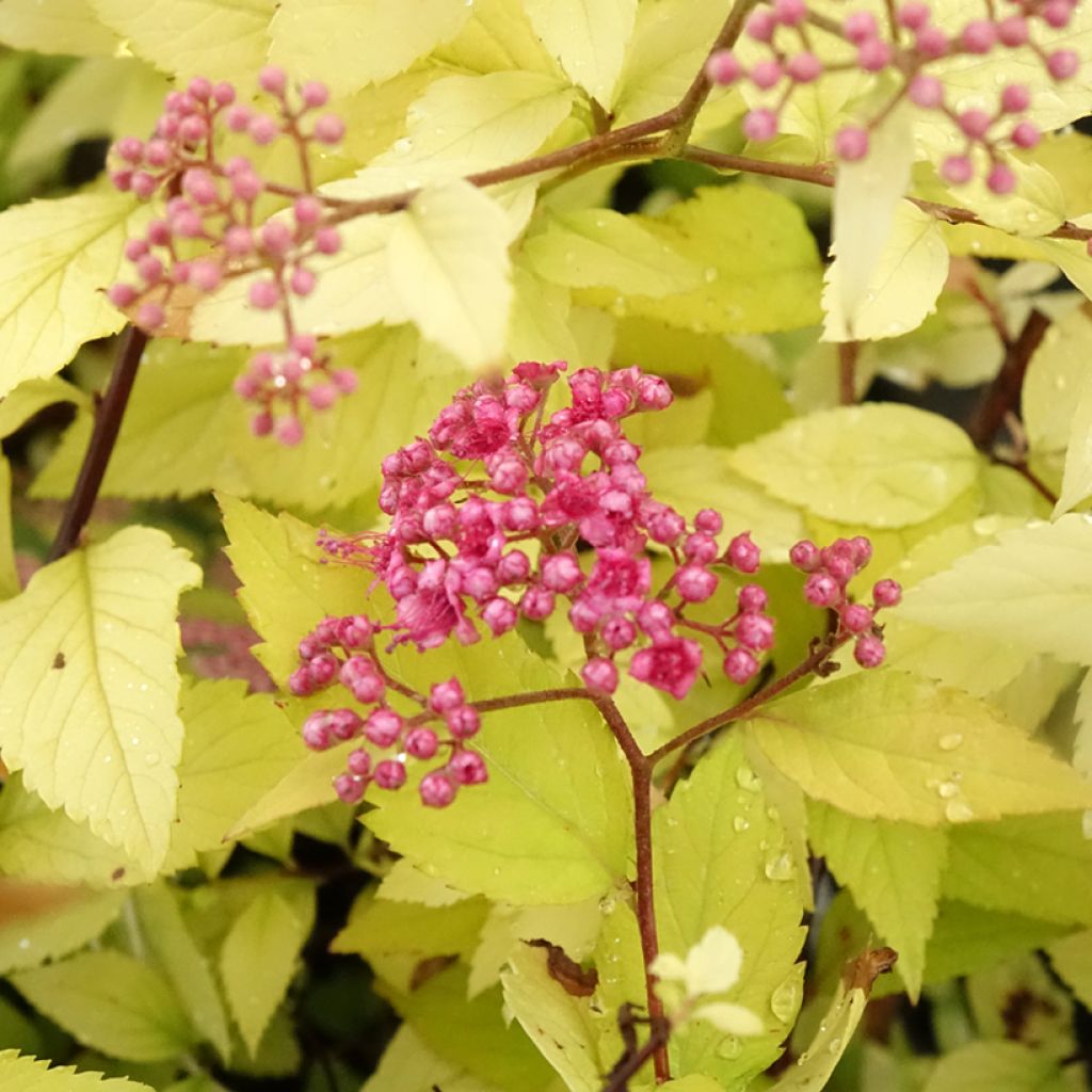 Espireia-japonesa Candlelight - Spiraea japonica