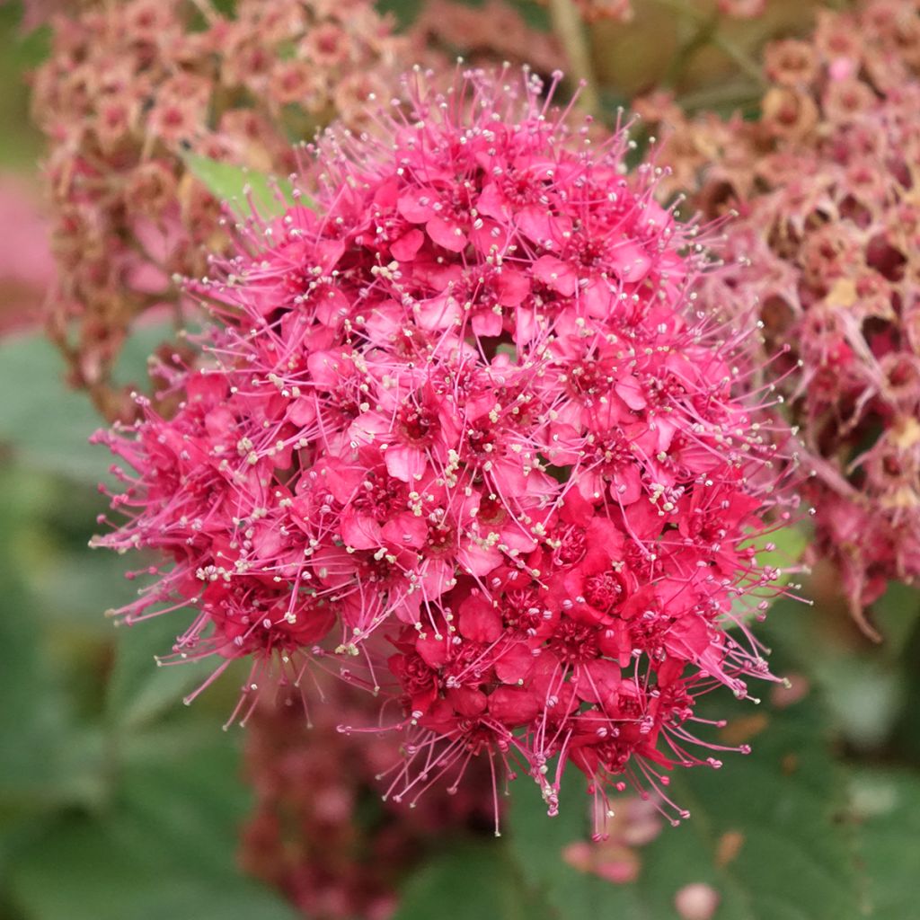 Espireia-japonesa Double Play Doozie Proven Winners - Spiraea japonica