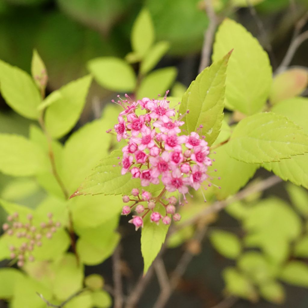 Spiraea japonica Goldmound - Spierstruik