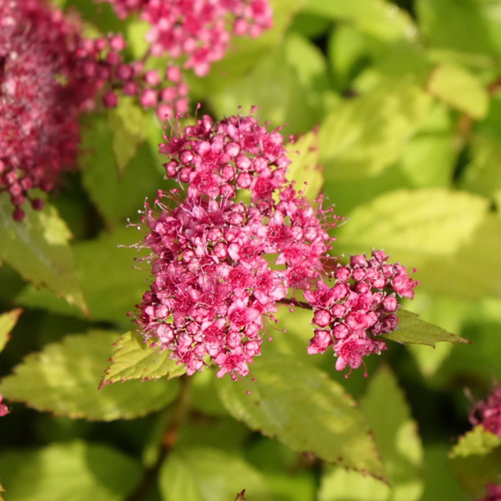 Espireia-japonesa Magic Carpet - Spiraea japonica
